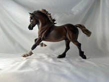 Load image into Gallery viewer, Copperfox Welsh Cob Custom Badger Face