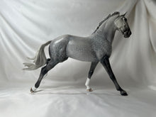 Load image into Gallery viewer, Copperfox Irish Sport Horse Toby Glossy